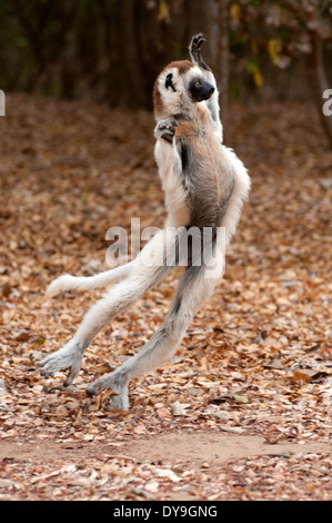 La Verreaux sifaka (Propithecus verreauxi) saltando lungo una via nella foresta. Foto Stock