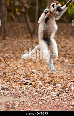 La Verreaux sifaka (Propithecus verreauxi) che saltava, catturati a metà in aria. Foto Stock