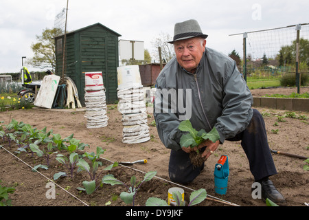 Attivo uomo senior piantare diverse piante di cavolo cappuccio nel suo riparto giardino, Paesi Bassi Foto Stock