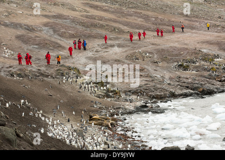 Turismo antartico, con pinguini Gentoo e l'elefante meridionale guarnizioni a Hannah Point, Livingston isola, a sud le isole Shetland, Foto Stock