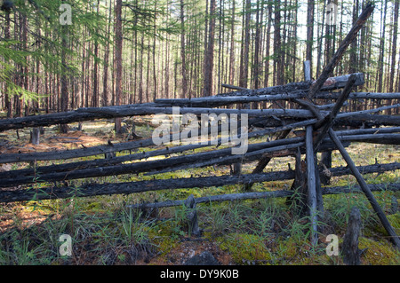 Russia, Yakutia. Il recinto dei poli nel bosco per cervi non andrà perduto. Foto Stock