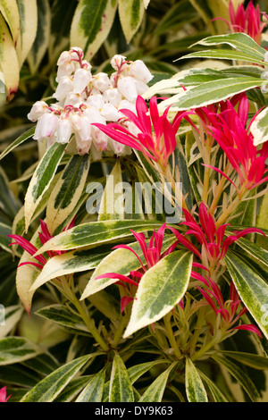 Rosso giovane fogliame e campana bianco dei fiori di colore crema e verde arbusto variegato, Sarcococca japonica "Flaming Silver" Foto Stock