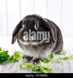 Carino soft black lop bunny coniglio in legno bianco di sfondo per studio con insalata verde Foto Stock