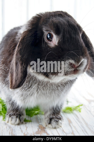 Carino soft black lop bunny coniglio in legno bianco di sfondo per studio con insalata verde Foto Stock