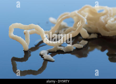 Roseburg, Oregon, Stati Uniti d'America. Decimo Apr, 2014. Un 40-pollice-lungo la tenia echinococco viene visualizzata dopo che esso è stato vomitato da un 4-mese-vecchio cucciolo in una clinica veterinaria in Roseburg. Ci sono oltre un migliaio di specie note di tenia, tutti gli animali vertebrati sono noti per ospitare almeno un tipo di worm parassita. © Robin Loznak/ZUMAPRESS.com/Alamy Live News Foto Stock