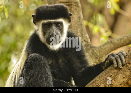 Mantled guereza, noto anche come abissino Black and White Colobus Monkey, Parco Nazionale di Mago, Etiopia Foto Stock