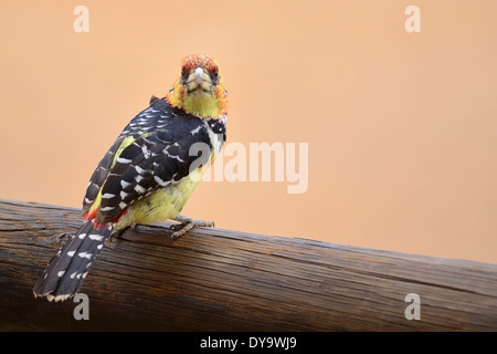 Crested Barbet (Trachyphonus vaillantii), Kruger National Park, Sud Africa e Africa Foto Stock