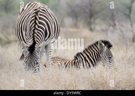 La Burchell zebre, Equus burchelli, adulti e il puledro, Kruger National Park, Sud Africa e Africa Foto Stock