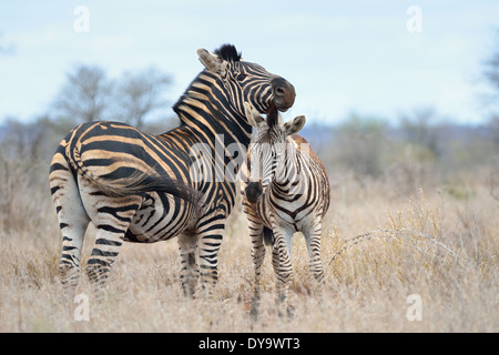 La Burchell zebre, Equus burchelli, adulti e il puledro, Kruger National Park, Sud Africa e Africa Foto Stock