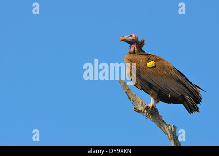 Falda-di fronte vulture (Torgos tracheliotos) appollaiato su un ramo morto, indossando un badge, il Parco Nazionale Kruger, Sud Africa e Africa Foto Stock
