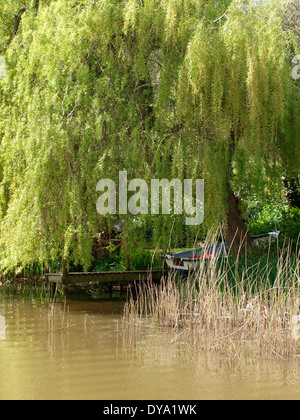 Salice piangente albero su Bude canal, Cornwall, Regno Unito Foto Stock