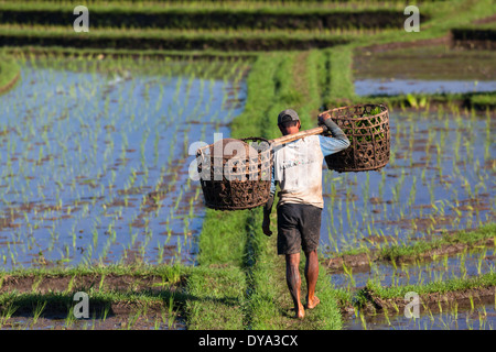 Uomo al lavoro su campo di riso nella regione di Antosari e Belimbing (probabilmente più vicino a Antosari), Bali, Indonesia Foto Stock