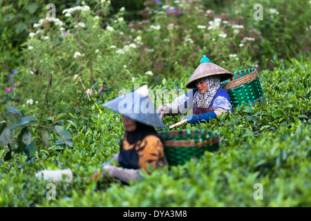 Due donne che raccolgono il tè (Camellia sinensis) sulla piantagione di tè vicino Ciwidey, West Java, Indonesia Foto Stock