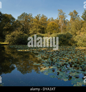 Paesi Bassi, Olanda, Europa, Hoenderloo, Gelderland, paesaggio, acqua, alberi, autunno, parco nazionale De Hoge Veluwe, natura Foto Stock