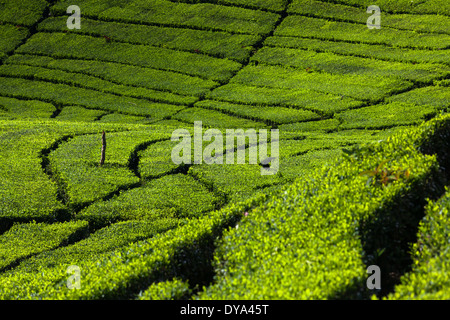 Righe di tè (Camellia sinensis) boccole sulla piantagione di tè vicino Ciwidey, West Java, Indonesia Foto Stock