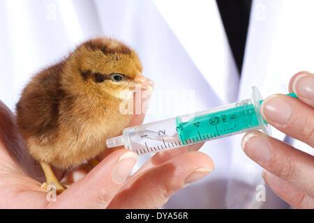 Pollo uccellini uccellini custodia degli animali allevamento di polli giovane medicina veterinaria di pollo di vaccinazione Foto Stock