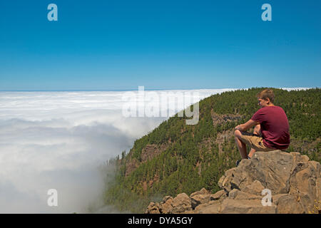 Canariensis Europa Canarie isole canarie pineta di pino parco nazionale di commercio vento mare nuvole di nebbia Pinus Spagna Teide Tenerif Foto Stock