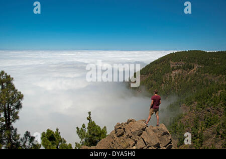 Canariensis Europa Canarie isole canarie pineta di pino parco nazionale di commercio vento mare nuvole di nebbia Pinus Spagna Teide Tenerif Foto Stock