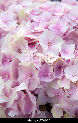 Ortensia le teste dei fiori sul mercato di Portobello in stallo Foto Stock