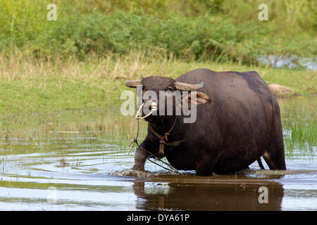 Arnee Artiodactyla Asia orientale al di fuori di bufale Bovidi Bubalus bubalis acqua corna ungulato Isola Langkawi Malaysia, Foto Stock