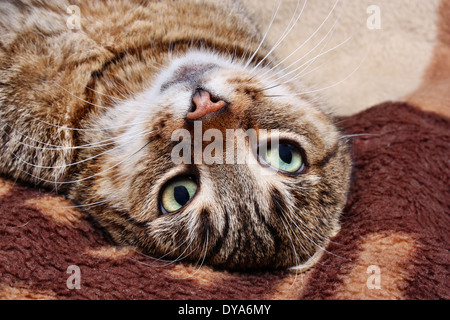 Simpatiche Gatto sdraiato su una coperta Foto Stock