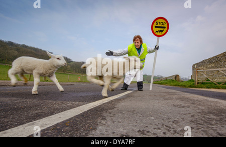 Perché le pecore hanno attraversato la strada? Una signora lollipop volontaria aiuta pecore e agnelli neonati attraversare la strada in sicurezza nel South Downs National Park. Foto Stock