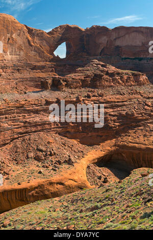 Alcova pioppi neri americani cottonwoods Coyote Gulch deserto di fondo di drenaggio di vernice Escalante Glen Canyon National Recreation Area Grand S Foto Stock