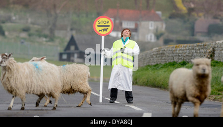 Perché le pecore hanno attraversato la strada? Una signora lollipop volontaria aiuta pecore e agnelli neonati attraversare la strada in sicurezza nel South Downs National Park. Foto Stock