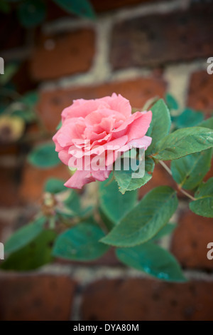 Rosa rosa crescente nella parte anteriore di mattoni rossi a parete, Foto Stock