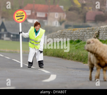 Perché le pecore hanno attraversato la strada? Una signora lollipop volontaria aiuta pecore e agnelli neonati attraversare la strada in sicurezza nel South Downs National Park. Foto Stock