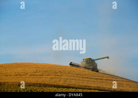 Coltivazione di grano raccolti mietitrebbia combina golden raccolto di grano Palouse WA Washington USA America Stati Uniti agriturismo agricoltura Foto Stock