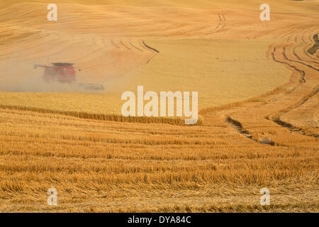 Coltivazione di grano raccolti mietitrebbia combina golden raccolto di grano Palouse WA Washington USA America Stati Uniti agriturismo agricoltura Foto Stock