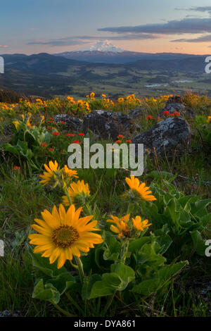 Mt monte Cofano Monte Cofano vulcano picco vulcan Cascades gamma cascata Hood River Valley Hood River ghiacciaio indiano balsamroot Foto Stock