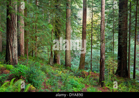 Redwoods alberi foresta di alberi o Oregon USA America Stati Uniti Sequoia sempervirens verde rosso nebbia densa nebbia foggy sunset, Foto Stock