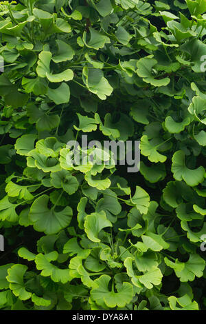 Il Ginkgo, albero, arbor, foglie verde, pattern, schemi, Oregon, O STATI UNITI D'America, America, Stati Uniti, Ginkgo biloba Foto Stock