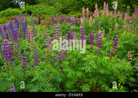 Silverton Oregon o USA America Stati Uniti Oregon giardino di fiori di lupino i fiori sbocciano fiori sbocciano i fiori fioritura botanica bot Foto Stock