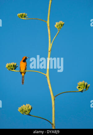 Incappucciati Rigogolo, ittero cucullatus, bird, aviarie, pesce persico, arroccato, agave, blossom, bloom, colorato, Messico, America centrale, Foto Stock