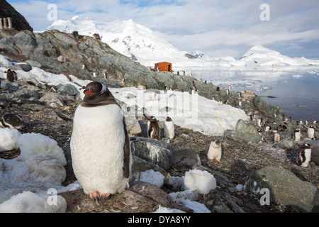 I pinguini Gentoo tra scenari costieri mozzafiato in Paradise Bay off Graham terra sulla penisola Antartica Foto Stock