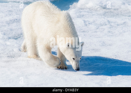 I giovani adulti tagged orso polare, Ursus maritimus, cercando il profumo sulla banchisa, Bjornsundet, arcipelago delle Svalbard, Norvegia Foto Stock