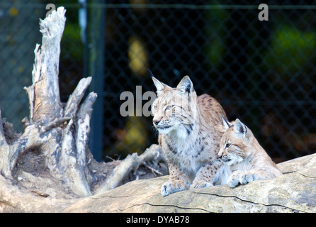 Una lince europea seduto su un log con il suo cucciolo Foto Stock