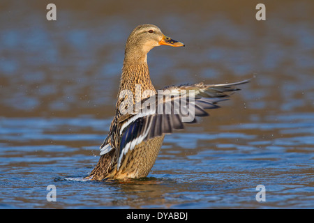 Mallard / Anatra selvatica (Anas platyrhynchos) femmina nel lago di svolazzamento ali in allevamento del piumaggio in primavera Foto Stock