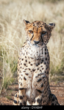 Captive, ghepardo Acinonyx jubatus, con latte sul suo viso dopo bere da una ciotola, Namibia, Africa Foto Stock