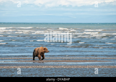 Adulto Orso grizzly, Ursus arctos, camminando sul tidal flats del Cook Inlet, Alaska, STATI UNITI D'AMERICA Foto Stock