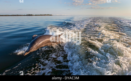 Due bottiglie di delfini dal naso a saltare in una scia di barche con uno dei delfini quasi fuori dell'acqua Foto Stock