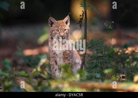 Eurasian Lynx o il nord (Lynx Lynx lynx) - 2008 Foto Stock