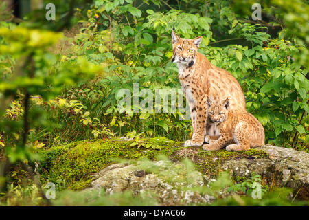 Un adulto lynx cat seduto con il suo cucciolo su una grossa pietra. Foto Stock