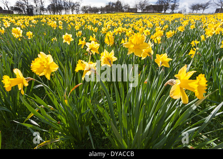 Campo di narcisi crescita selvaggia, accanto ad alcuni alloggi e aree gioco, Kilmarnock, Ayrshire, in Scozia, Regno Unito Foto Stock