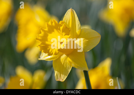 Daffodil selvatici che crescono in un campo vicino a Kilmarnock, Ayrshire, in Scozia, Regno Unito Foto Stock
