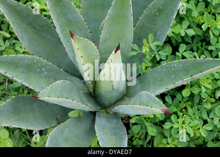 Cactus pungenti impianto a Monte Albán, Oaxaca, Messico Foto Stock