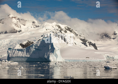 Una guarnizione di tenuta di Weddell tirata fuori su un iceberg in stretto di Gerlache separando la Palmer Arcipelago tra la Penisola Antartica Foto Stock